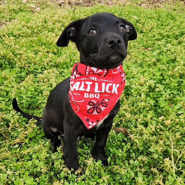 Salt Lick Dog Bandana